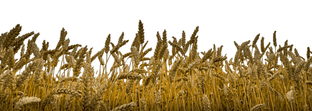 low angle shot barley grains field cloudy sky 1